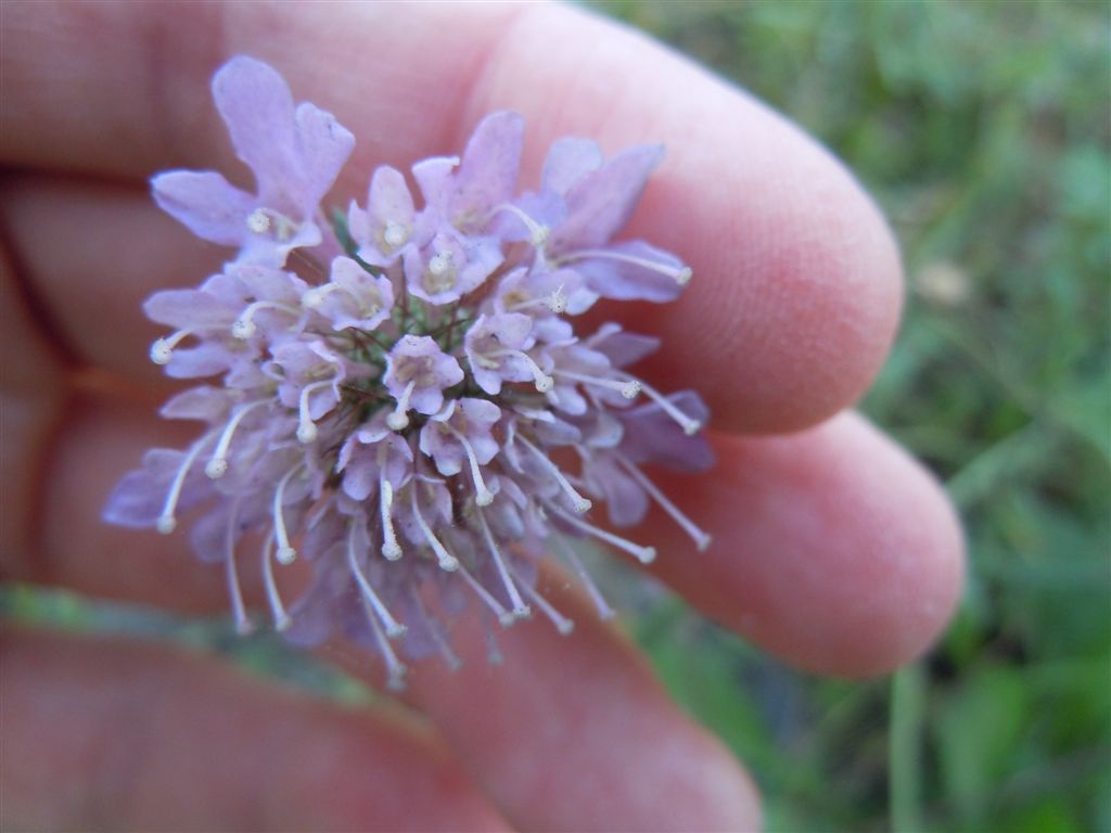 Sixalix atropurpurea